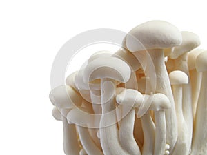 White beech mushrooms background isolated