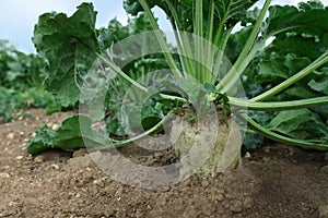 White beet plants with green leaves growing in field, closeup