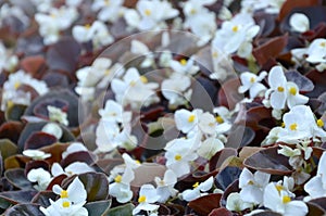 White Begonia cucullata also known as wax begonia and clubed begonia