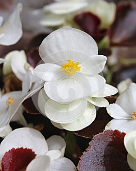 White Begonia