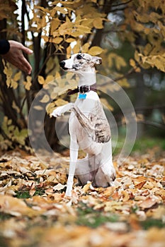 White and beige tiger color dog Whippet breed gives a paw