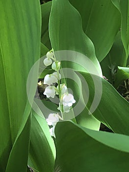 White bell drop flowering plants