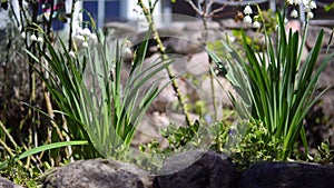 White bell flower. Spring flowers. Footage.