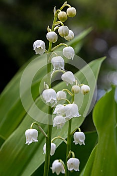 White bell-like flowers in the forest called lily of the valley