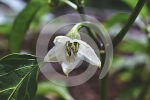 White bell pepper flower with green leaves macro close up shot showing detail of stamen and pistil in organic garden in South Jord