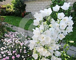 White bell and pink feathery carnation