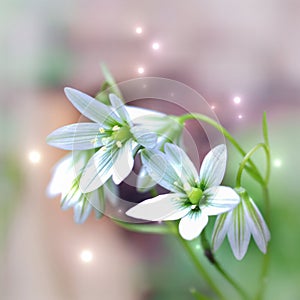 White bell shape flower on blurred dreamy background
