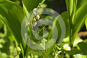 White bell shaped flowers of Lily Of The Valley plant, latin name Convallaria majalis photo