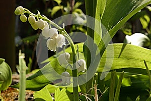 White bell shaped flowers of Lily Of The Valley plant, latin name Convallaria majalis photo