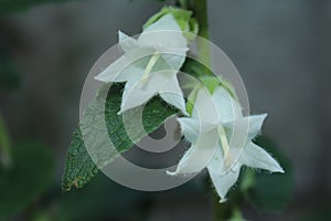 White `Bellflower` - Campanula Ochroleuca