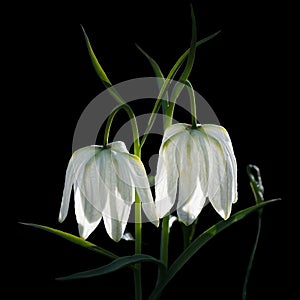 White bellflower close-up flower for big poster. photo