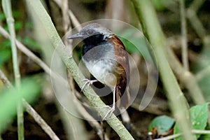 White-bellied Antbird (Myrmeciza longipes) perched on a branch