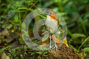 White Bellied Antpitta