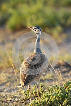 White bellied Bustard, Eupodotis senegalensis, Amboseli, Kenya, Africa photo