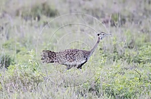 White-bellied Bustard Eupodotis senegalensis on the Grassy Plains of the Serengeti photo