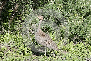 White-bellied Bustard Eupodotis senegalensis Hunting for Insects photo