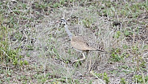 White-bellied Bustard Eupodotis senegalensis Hunting for Insects photo