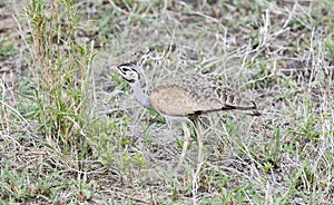 White-bellied Bustard Eupodotis senegalensis Hunting for Insects photo