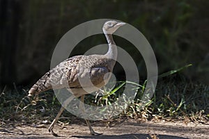 White-bellied Bustard, Eupodotis senegalensis walking photo