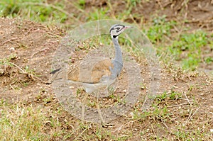 White-bellied Bustard in the Serengeti