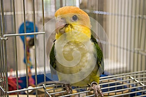 White Bellied Caique