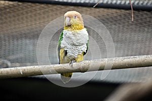 White bellied caique