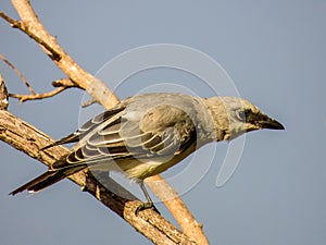 White-bellied Cuckooshrike in Queensland Australia