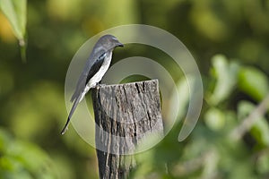 White-bellied drongo bird in Nepal