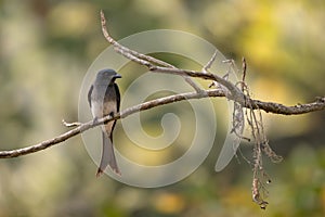 White-bellied Drongo - Dicrurus caerulescens, beautiful black perching bird