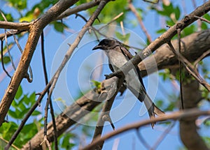 White-bellied drongo Dicrurus caerulescens perching on tree branch photo