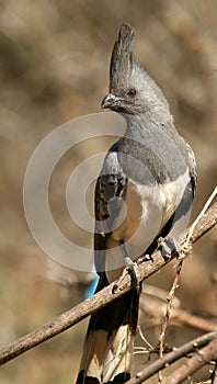 White-bellied go-away-bird photo