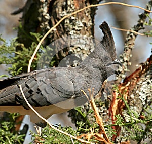 White-bellied go-away-bird photo