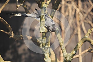 White-bellied go-away-bird