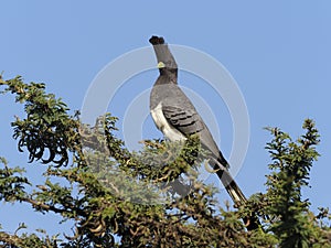 White-bellied go-away-bird, Corythaixoides leucogaster