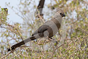 A white-bellied go-away bird in the Etosha National Park