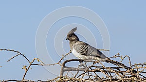 White-bellied Go-away Bird on Shrubbery