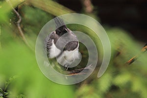 White-bellied go-away-bird