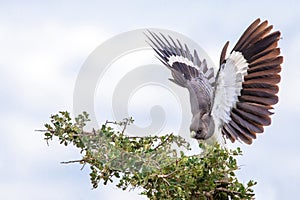 White bellied go away bird with wings spread are landing in a tree in Samburu/Kenya/Africa.