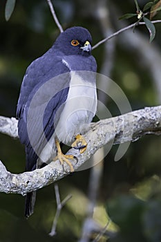 White-bellied Goshawk, Accipiter haplochrous