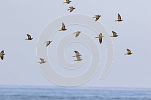 White-bellied green-pigeon flocks