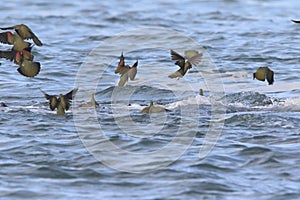 White-bellied green-pigeon flocks