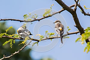 White-bellied Minivet Pair