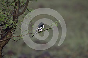 White Bellied Minivet or  Pericrocotus erythropygius Mayureshwar WLS