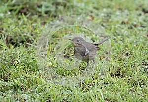 White bellied redstart on Groun din morning