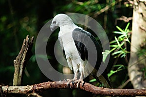White-bellied Sea-eagle