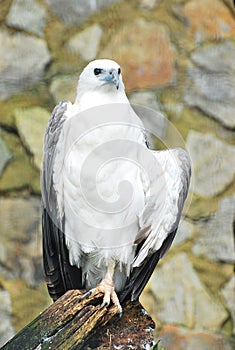 White-bellied Sea Eagle