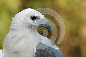 White bellied sea eagle