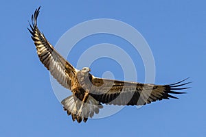 White-bellied Sea Eagle