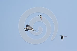 White-bellied sea eagle attack by stilt in Pottuvil, Sri Lanka