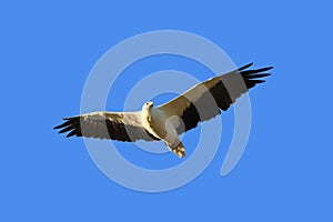 White Bellied Sea Eagle bird of prey, White-breasted sea eagle